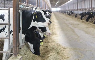 A new web-based tool is available to help dairy farmers evaluate various scenarios using different coverage letters through the new Dairy Margin Coverage program.