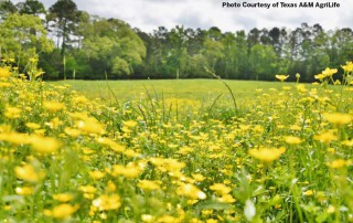 Texas has experienced a bumper crop of weeds this spring, according to a Texas A&M AgriLife Extension Service expert.