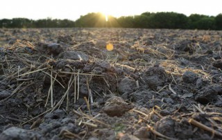 A Texas A&M University soil and crop sciences professor was featured in a report highlighting ways to further develop agriculture in the United States.