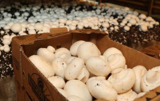 Love ‘em or hate ‘em, mushrooms are a common ingredient in a variety of dishes. And one Texas farm family is bringing them to the masses.