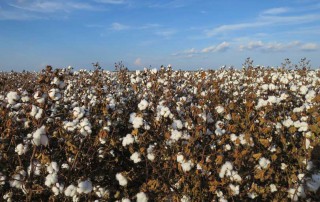 Industry leaders have developed plans and partnership in an effort to enhance and promote the sustainability of cotton.