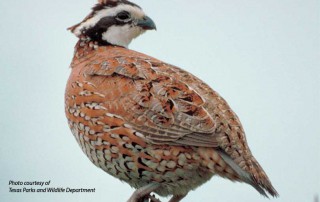 A new monthly podcast, “Dr. Dale on Quail,” produced by the Rolling Plains Quail Research Foundation features the insights on Dr. Dale Rollins on quail updates and information.