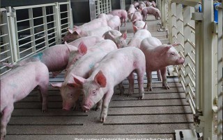 Government officials recently met in Canada to discuss an international containment effort of African swine fever.