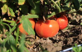 The United States is taking action against Mexican growers and exporters it says are undercutting the U.S. tomato market and hurting farmers, but the action could have unintended consequences.