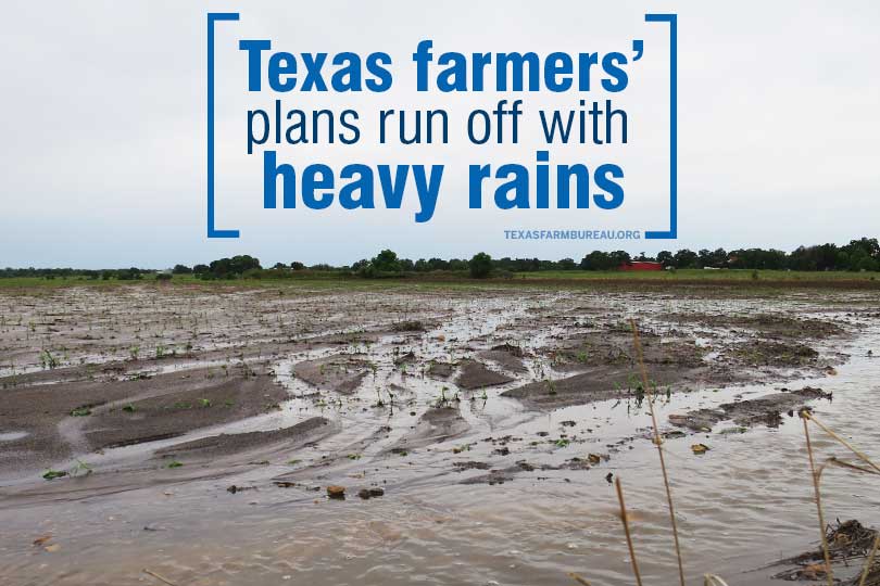 Mother Nature has proven to be a challenging business partner this spring. Continuous ranis, hailstorms, flooding and tornadoes have impacted Texas farmers and ranchers, Justin Walker says on Texas Table Top.