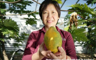 A joint effort between two universities could lead to better papaya production, according to AgriLife Today.