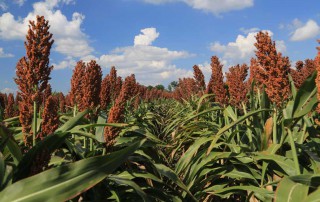 Sorghum acres could be down this year despite good growing conditions, according to a Texas A&M AgriLife Extension Service expert.
