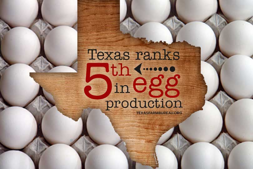 Scrambled. Fried. Sunny side up. Eggs are an egg-cellent source of protein, Jessica Domel says on Texas Table Top. And May is National Egg Month!