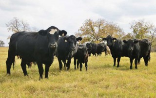 The U.S. and Japan announced an agreement to end trade restrictions on American beef last week.