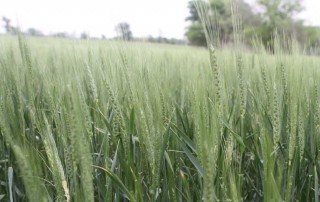 A team of Texas A&M AgriLife Research scientists is working to aid winter wheat against three common pests.