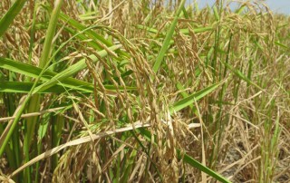 Rice farmers who want to enhance current conservation efforts are encouraged to apply for a special Conservation Stewardship Program (CSP) sign up.