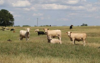 Later this summer, young producers will have the opportunity to grow their knowledge and understanding of the beef industry through the Beef 706 program. Sign up for this opportunity today.