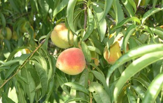 Fruit orchards across the state have reported above average yields this season, according to a Texas A&M AgriLife Extension Service expert.