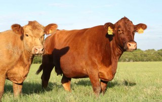 Registration for the 65th Texas A&M Beef Cattle Short Course at Texas A&M University in College Station is open. It is the largest beef cattle educational event in Texas.