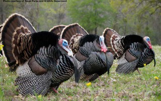 The recent spring turkey season in Texas offered a “mixed bag” for hunters, with lower bird numbers being matched by improved habitat and better conditions.