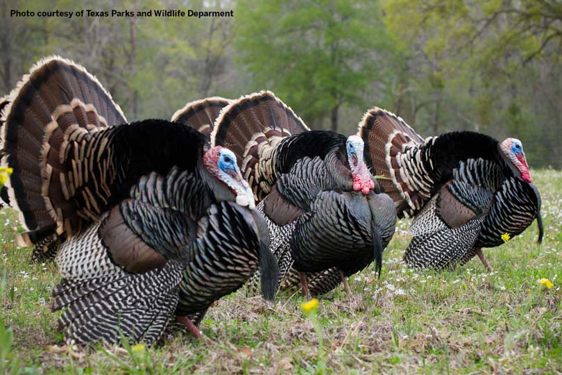 Spring turkey season presented challenges to hunters Texas Farm Bureau