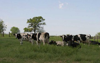 Signup begins today, June 17, for the new Dairy Margin Coverage program. A decision support tool is also available.