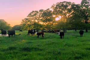 Farmers and ranchers—they’re a special breed. They provide for the rest of us who are unwilling or unable to take the risks and make the sacrifices. Read more on Texas Table Top.