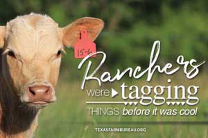 Ear tags. They're more than just cow bling. They help ranchers easily identify their cattle. Learn more on Texas Table Top.
