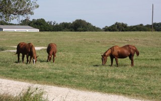 The first case of vesicular stomatitis virus in the U.S. this year was confirmed in horses on a Kinney County premises on June 21.