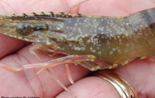 Anglers should only use bait shrimp native to the Gulf of Mexico when fishing in fresh or salt water, according to the Texas Parks and Wildlife Department (TPWD).