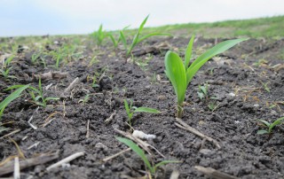 USDA will resurvey farmers to provide a more accurate estimate of the crop size and planted area.