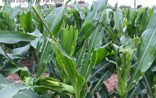 Fall armyworms could be more prevalent following rainfall from Tropical Storm Barry, according to a Texas A&M AgriLife Extension Service expert.