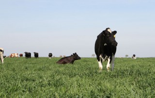 USDA has started issuing payments to farmers who purchased coverage through the Dairy Margin Coverage program.