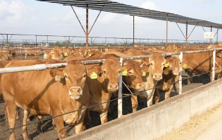 The Cattle on Feed report showed a total inventory of 11.485 million head for the United States on June 1. This increase of 1.8 percent is in line with expectations, as industry analysts’ predictions showed an average year-over-year increase in feedlot inventories of 1.8 percent.