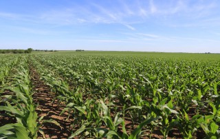 USDA announced today it will provide $16 billion to assist farmers hurt by the trade battle with China and wet weather that kept many in areas of the country from planting a crop this spring.