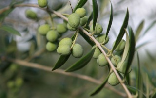 The Texas Department of Agriculture is accepting applications for the newly established Texas Olive Oil Advisory Board.