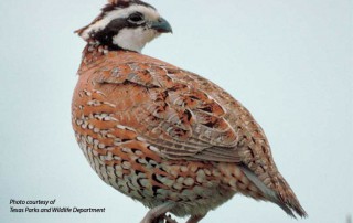 The semi-annual Texas Statewide Quail Symposium is set for Aug. 14-16 in Abilene.