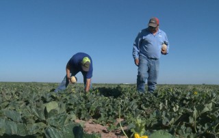 Pecos cantaloupes. Every bite is a Texas tradition! See how the Mandujano brothers keep the harvest alive in this Meet a Farmer video.