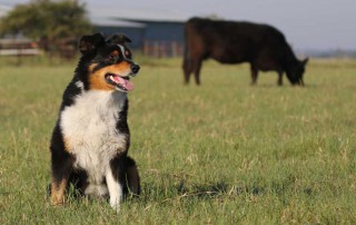 Nominations for the 2020 Farm Bureau Farm Dog of the Year contest are now open.