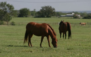 The Texas Animal Health Commission (TAHC) announced 11 new confirmed cases of vesicular stomatitis virus (VSV) have been reported since the July 19 update.