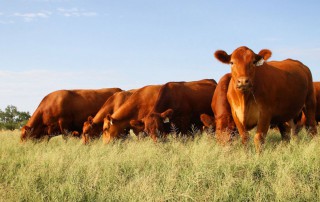 U.S. and European Union officials announced a trade agreement to send more American beef to Europe.