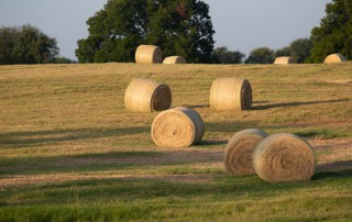 New research could help hay growers battle a relatively new pest, according to Texas A&M AgriLife Extension Service experts.