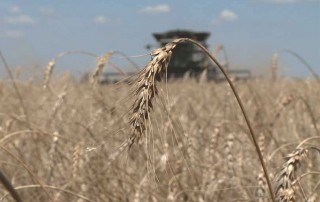 Following years of low farm income, bankruptcies are on the rise, according to the American Farm Bureau Federation.