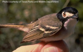 The Trump administration announced significant changes to the Endangered Species Act (ESA) on Monday, Aug. 12.