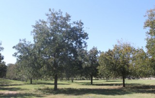 It looks to be another subpar year for Texas pecans, despite early season moisture, according to a Texas A&M AgriLife Extension Service expert.