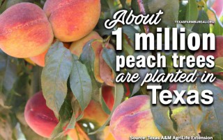 August is National Peach Month. And in Texas, those peaches are a summertime favorite! Justin Walker shares more information about Texas peaches on Texas Table Top.
