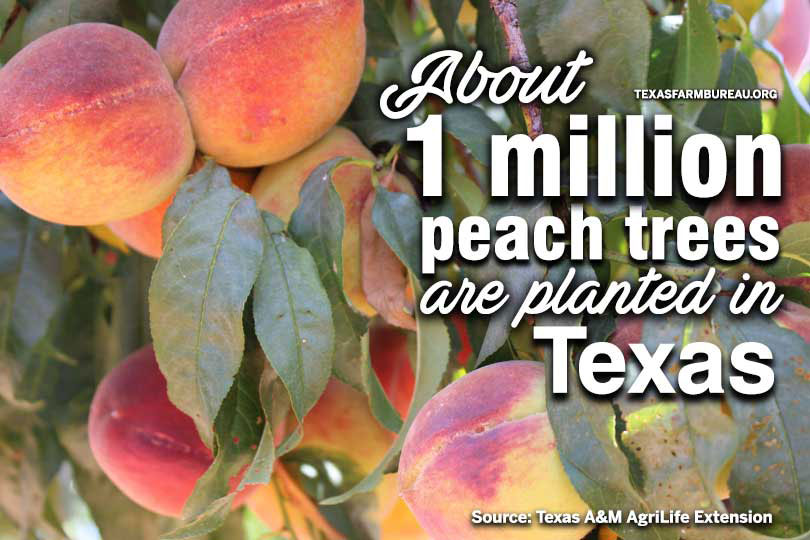 August is National Peach Month. And in Texas, those peaches are a summertime favorite! Justin Walker shares more information about Texas peaches on Texas Table Top.