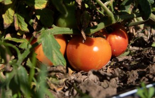 The U.S. Department of Commerce announced a draft agreement with Mexican tomato growers to work out trade disputes on Tuesday evening.
