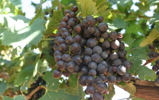 Texas wine grape vineyards have had a challenging year, but consumers could be in for exceptional tastes, according to Texas A&M AgriLife Extension Service experts.