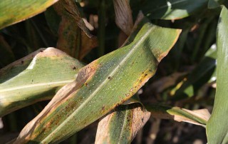 States no longer have to apply for emergency use registration for Transform WG and Closer SC (sulfoxaflor) to combat sugarcane aphids, the tarnished plant bug and other pests.