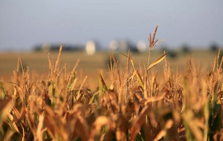 The U.S. Department of Agriculture’s Risk Management Agency announced changes to the Whole Farm Revenue Protection policy starting with the 2020 crop insurance year.
