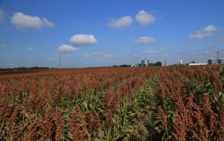 Grain sorghum, with the ability to adapt to its climate, could potentially suppress soil nitrification and have lower nitrogen emissions.