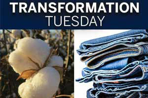 White, fluffy cotton boll to your favorite t-shirt and blue jeans. Take a look at this transformation on Texas Table Top.