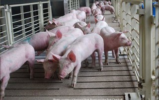 Seventy-two percent in tariffs on U.S. pork in China are costing U.S pig and hog farmers about $8 a head, according to the National Pork Producers Council.