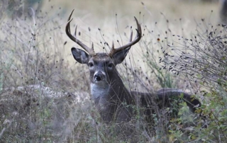 White-tailed deer prospects for Texas hunters could be exceptional this season, thanks to good forage and range conditions earlier this year.